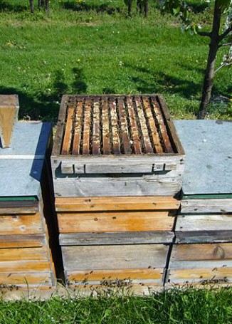 Bienenstock aus Weymouthskiefer